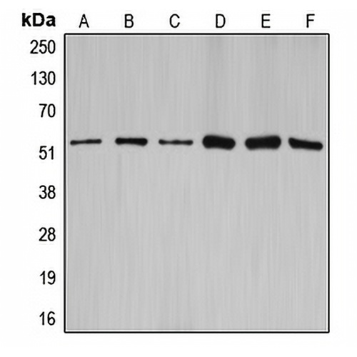 Cyclin A1/2 Rabbit Polyclonal Antibody