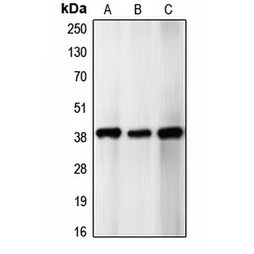 p39 Rabbit Polyclonal Antibody
