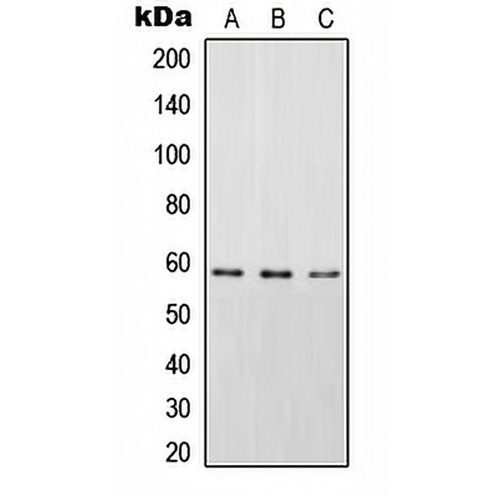 STAM2 (Phospho-Y192) Rabbit Polyclonal Antibody