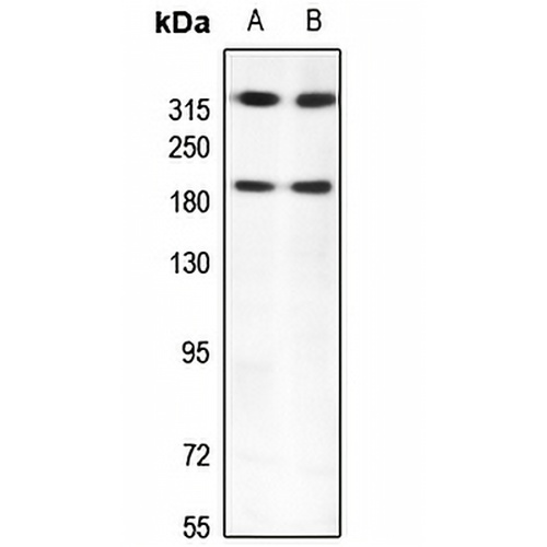 Kalirin Rabbit Polyclonal Antibody
