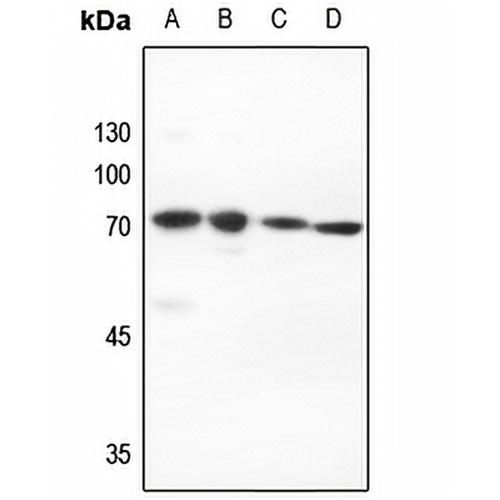 PIAS2 Rabbit Polyclonal Antibody