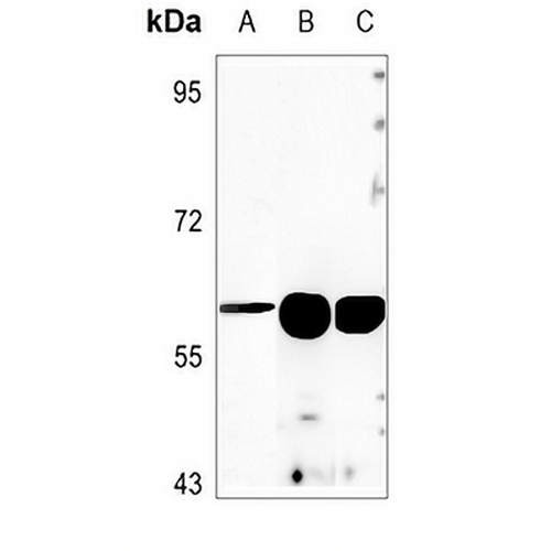ANGPTL1 Rabbit Polyclonal Antibody