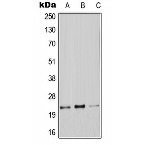 Claudin 9 Rabbit Polyclonal Antibody