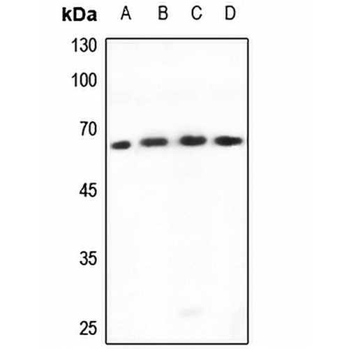 TBX18 Rabbit Polyclonal Antibody