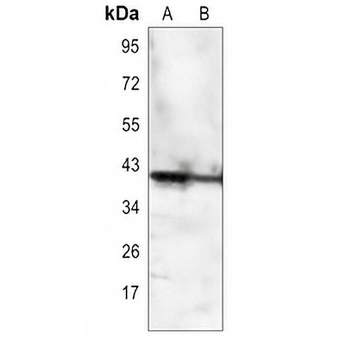CD32c Rabbit Polyclonal Antibody