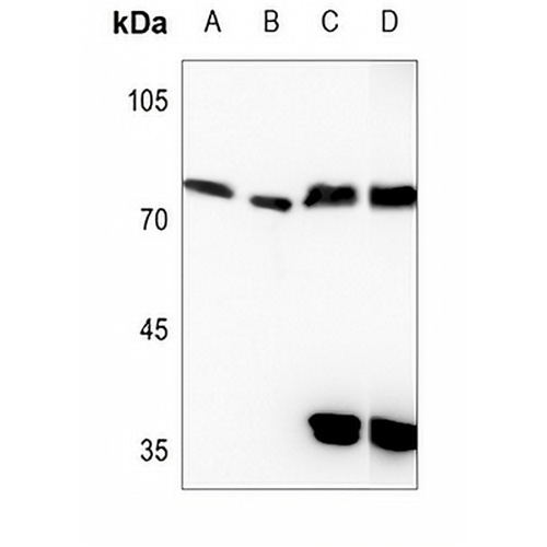 Kv7.4 Rabbit Polyclonal Antibody