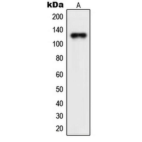 NEMF Rabbit Polyclonal Antibody