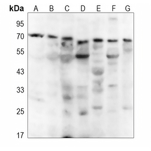 NEURL1 Rabbit Polyclonal Antibody