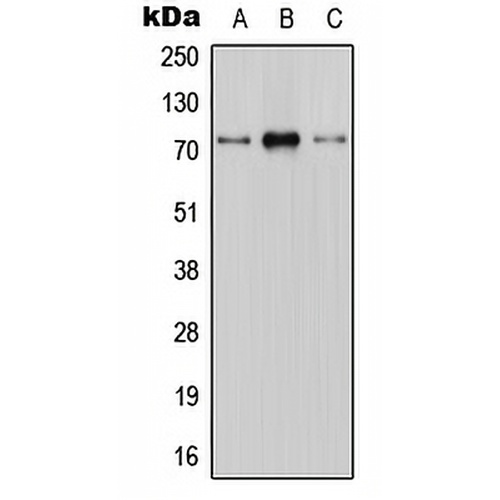 CNT1 Rabbit Polyclonal Antibody