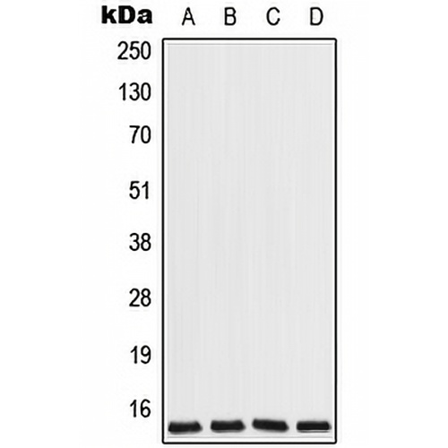 COX7A2L Rabbit Polyclonal Antibody