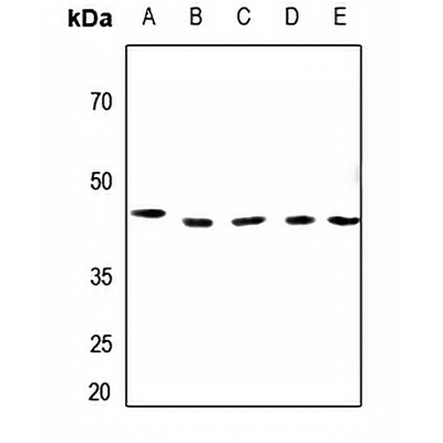 BUB3 Rabbit Polyclonal Antibody