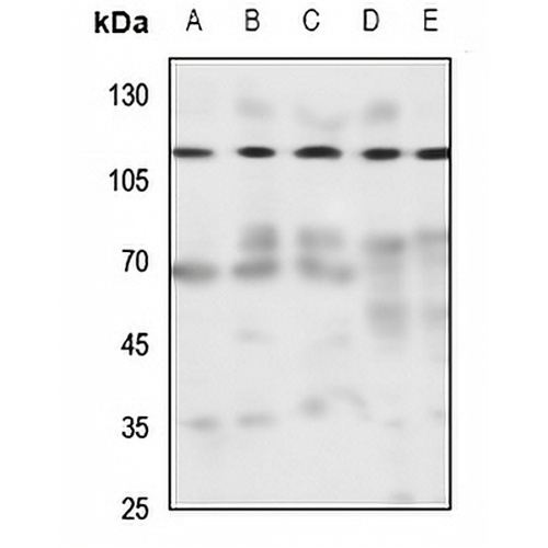 NCKX1 Rabbit Polyclonal Antibody