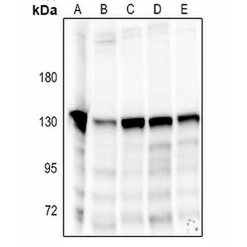 NOLC1 Rabbit Polyclonal Antibody