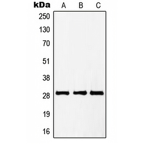 PTTG1/2/3 Rabbit Polyclonal Antibody
