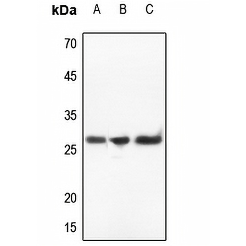IL-32 Rabbit Polyclonal Antibody