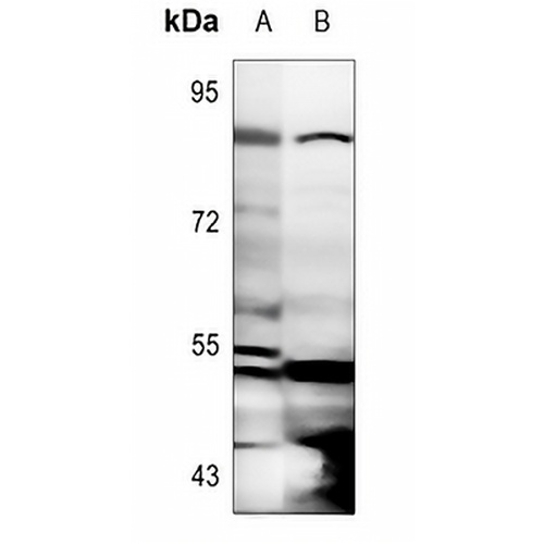 MSK1 (Phospho-T581) Rabbit Polyclonal Antibody