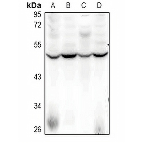 SFRS11 Rabbit Polyclonal Antibody