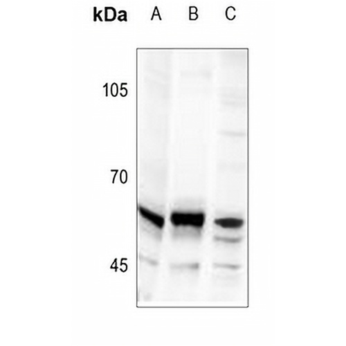TRIP13 Rabbit Polyclonal Antibody