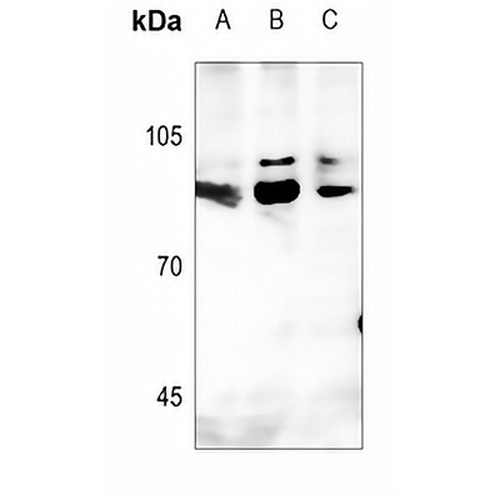 GTF3C3 Rabbit Polyclonal Antibody
