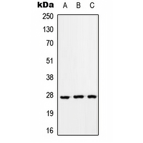 RAB33A Rabbit Polyclonal Antibody