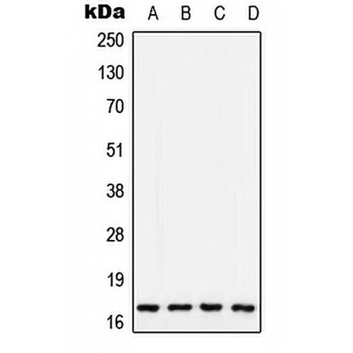 COX5A Rabbit Polyclonal Antibody