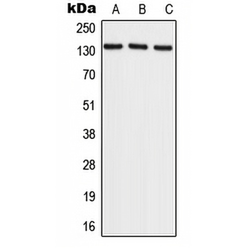 RECQL4 Rabbit Polyclonal Antibody