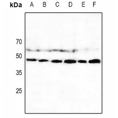 CD335 Rabbit Polyclonal Antibody