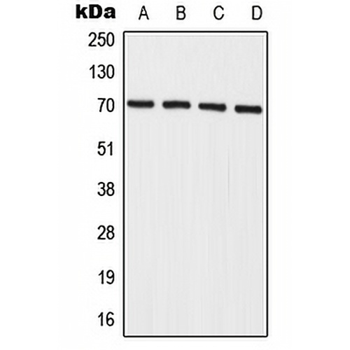 IL-27RA Rabbit Polyclonal Antibody