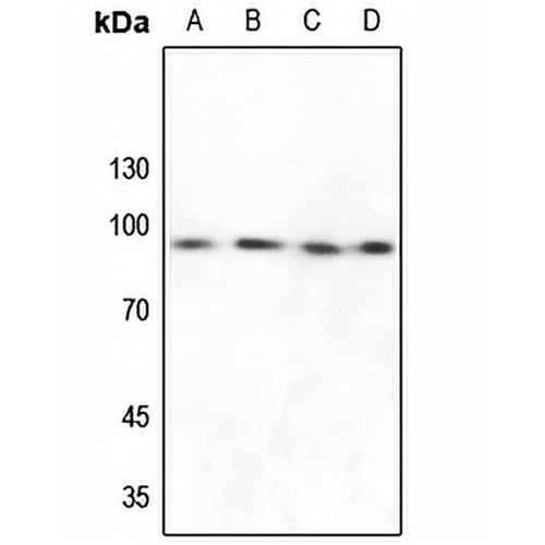 FXR2 Rabbit Polyclonal Antibody