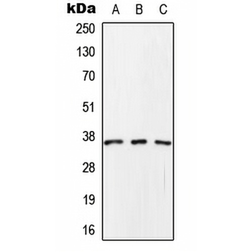 SCAMP1 Rabbit Polyclonal Antibody
