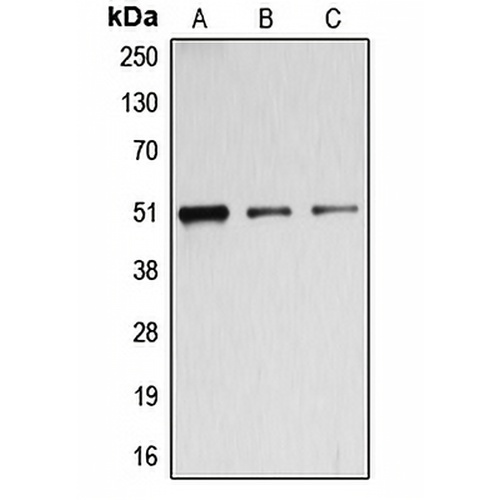 BAGE5 Rabbit Polyclonal Antibody