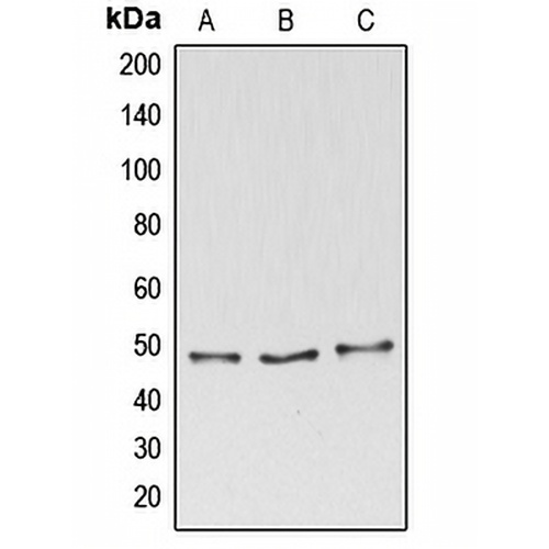 BAG4 Rabbit Polyclonal Antibody