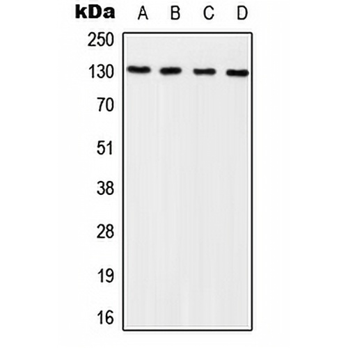 p130 Cas (Phospho-Y249) Rabbit Polyclonal Antibody