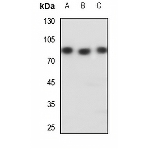 NFE2L3 Rabbit Polyclonal Antibody
