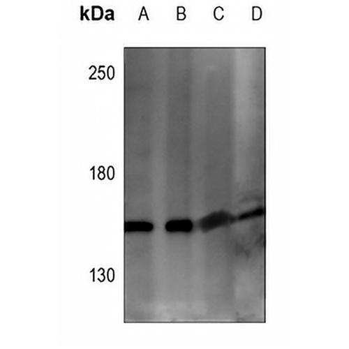 ARHGEF10 Rabbit Polyclonal Antibody