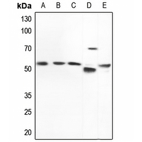 Nephrocystin 5 Rabbit Polyclonal Antibody