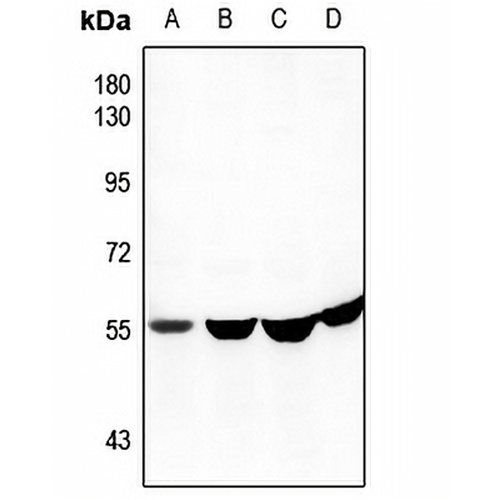 CEP57 Rabbit Polyclonal Antibody