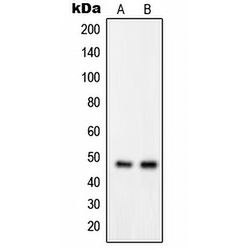 GPRIN2 Rabbit Polyclonal Antibody
