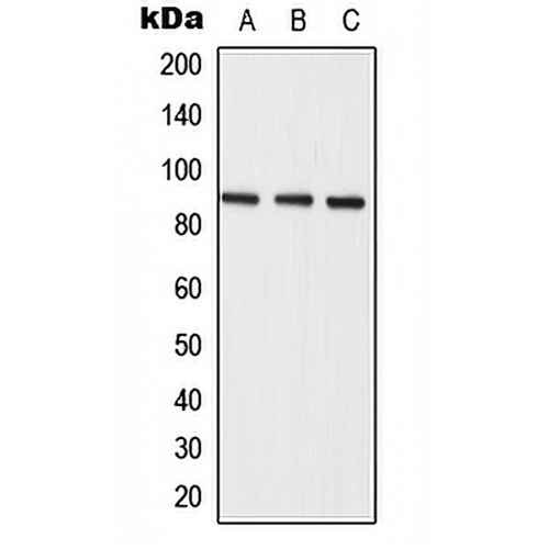 Semaphorin 3E Rabbit Polyclonal Antibody