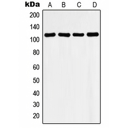 Histone Deacetylase 9 Rabbit Polyclonal Antibody