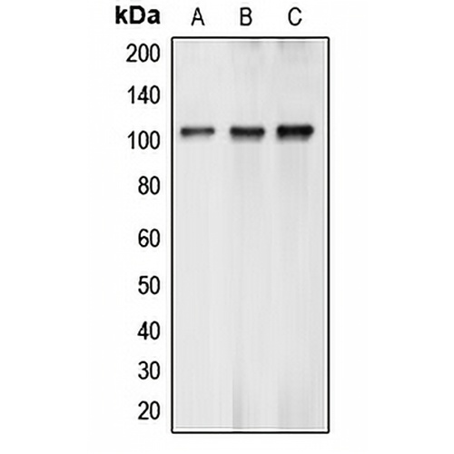BCLAF1 Rabbit Polyclonal Antibody