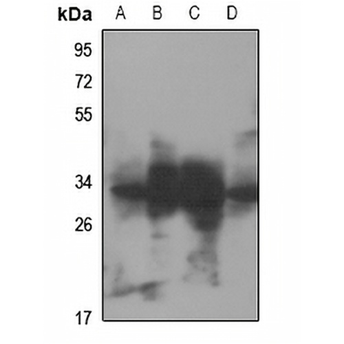 RNF144A Rabbit Polyclonal Antibody