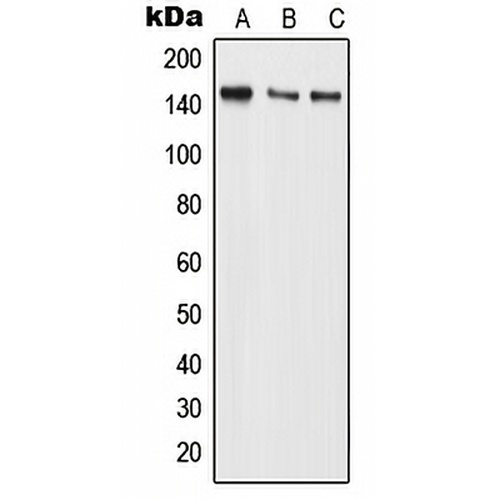 BMS1 Rabbit Polyclonal Antibody
