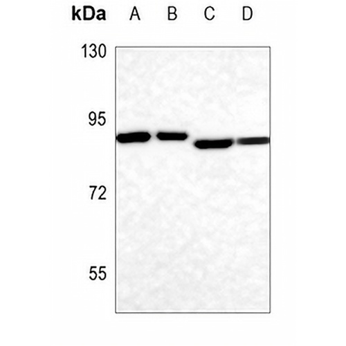 ELMO1 Rabbit Polyclonal Antibody