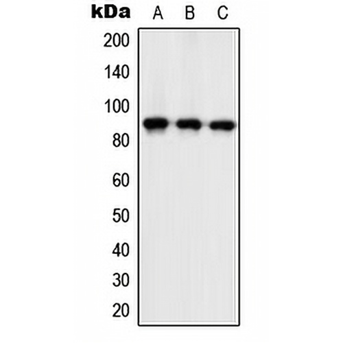ZC3H11A Rabbit Polyclonal Antibody