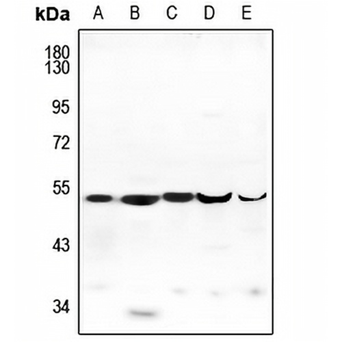 ENDOGL1 Rabbit Polyclonal Antibody