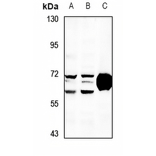 OXSR1 Rabbit Polyclonal Antibody
