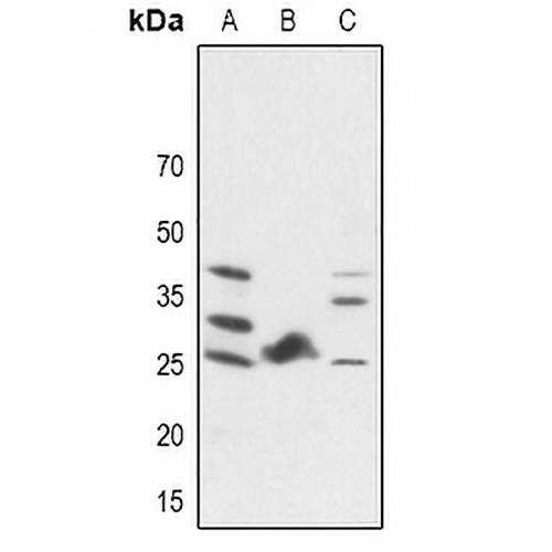 FGF19 Rabbit Polyclonal Antibody