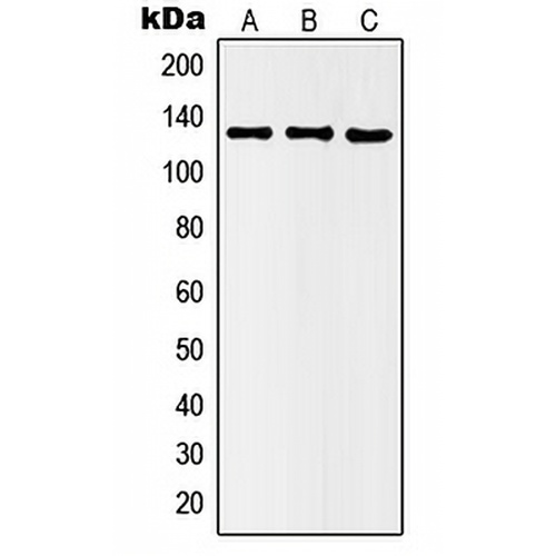 Histone Deacetylase 5 (Phospho-S498) Rabbit Polyclonal Antibody