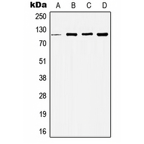 Histone Deacetylase 5 Rabbit Polyclonal Antibody